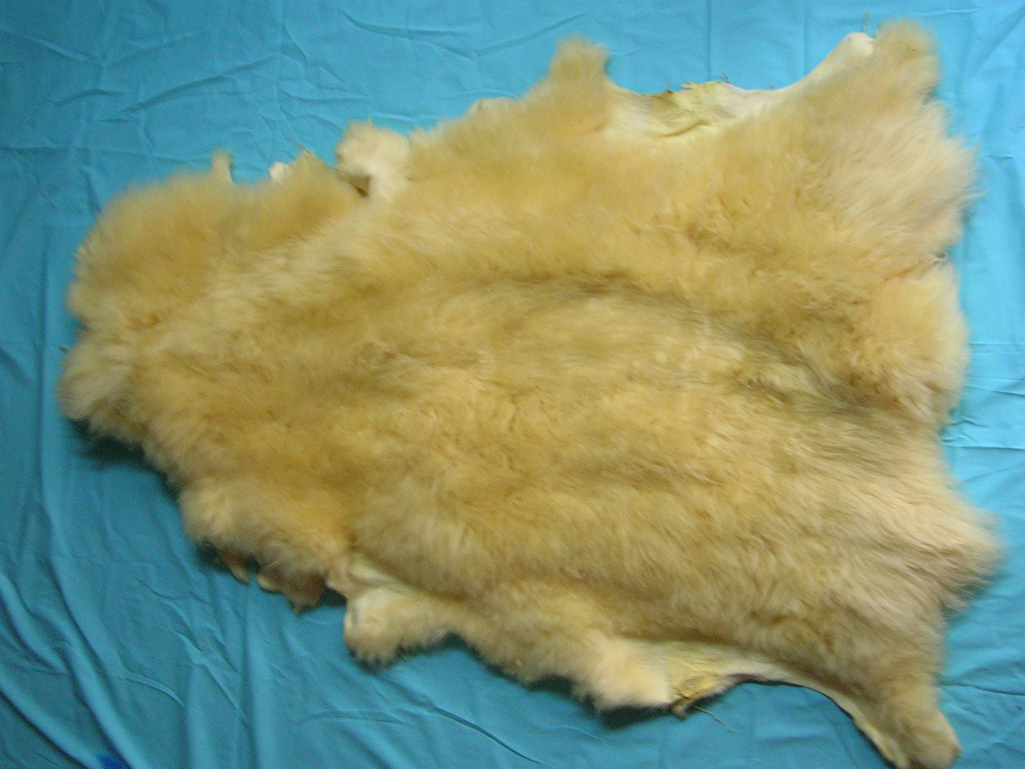 澳洲羊毛皮